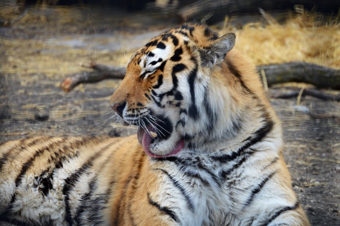 One of the young tigers was giving himself a bath. Check out that tongue!