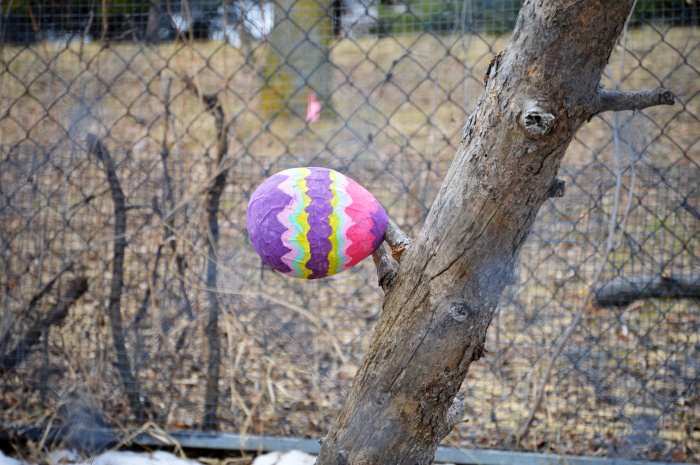 For Easter they made special eggs for the cougars and lynx. Somehow they missed this one. 