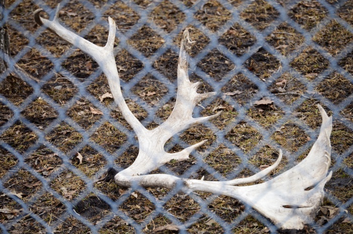 Looks like one of the caribou lost an antler. 