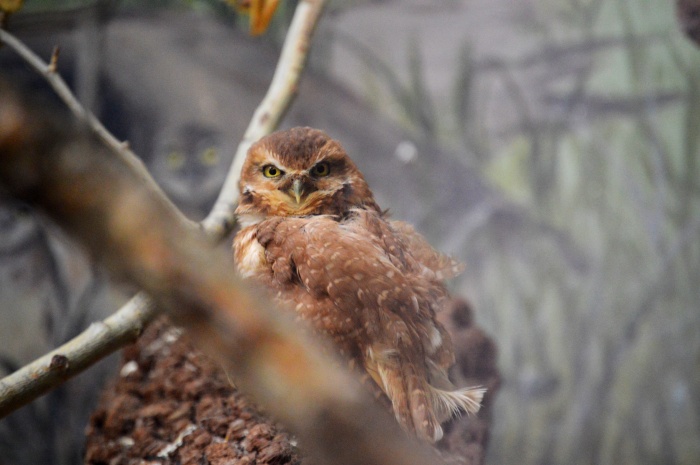 These burrowing owls are a lot smaller then they look in my photos. 
