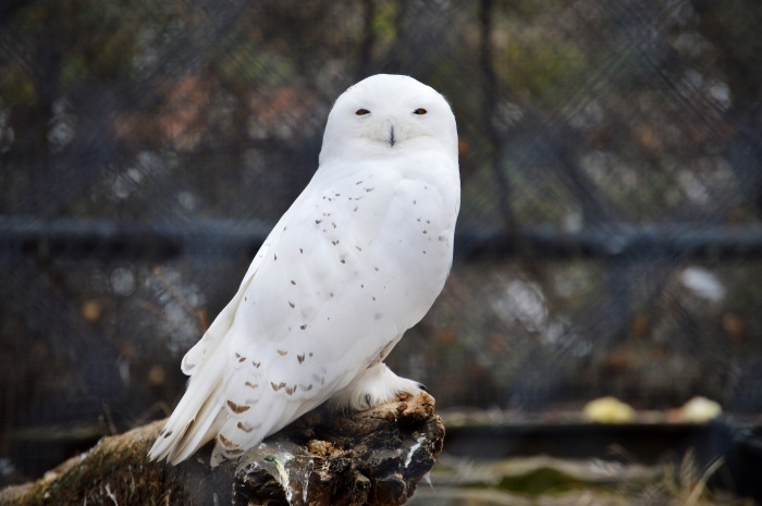 These snowy owls will soon be moving into their new home. 