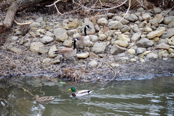 The Canadian Geese are everywhere but these are the first Mallards I've seen. 