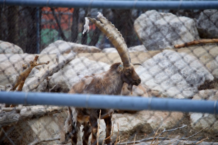 The Alpine Ibex are also shedding their coats. 