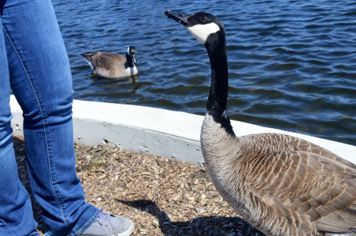 We were having a great time until a friendly volunteer told us, "Don't feed the ducks!"