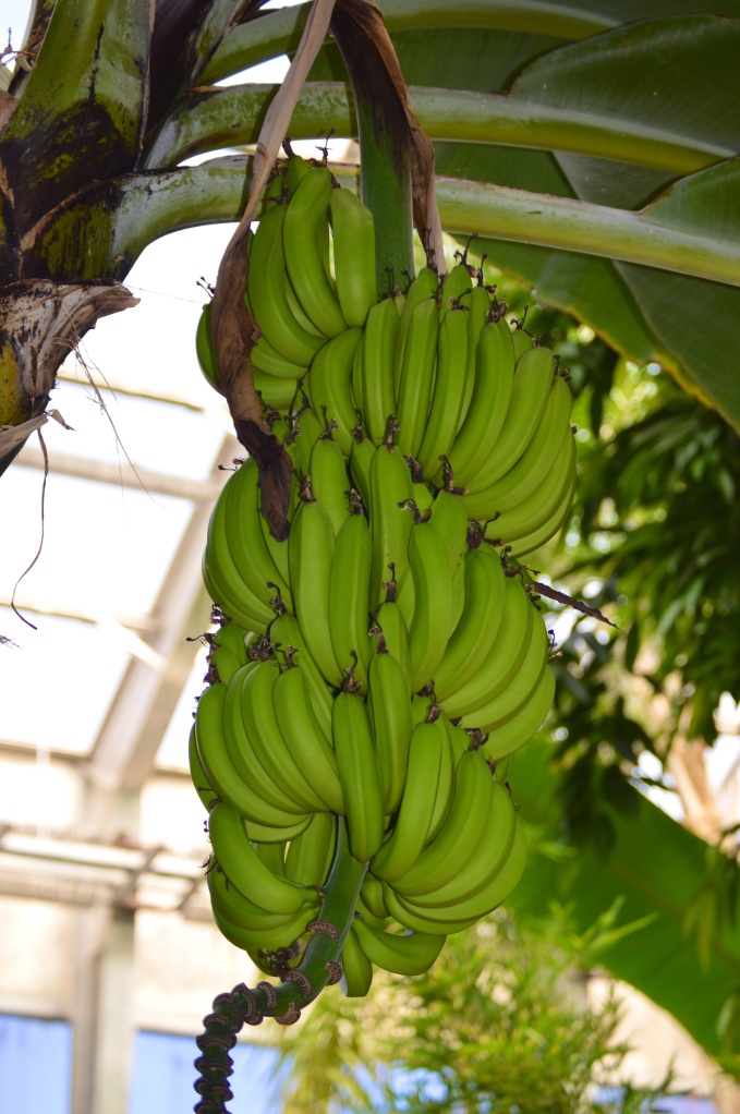 Looks like this banana tree has more bananas on it then my last visit. 