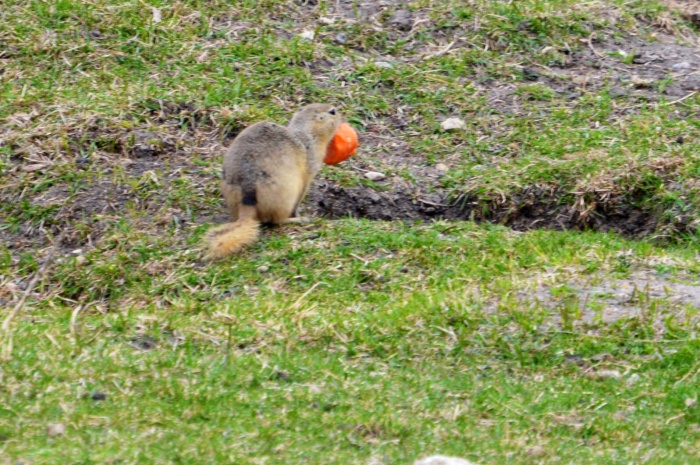 This ground hog snuck up to the kangaroo feeding area and got himself a piece of carrot. 