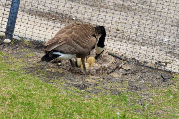 A few weeks ago I posted a photo of a Canada goose and her freshly hatched egg as worked to build her nest. Turns out she has four eggs. 