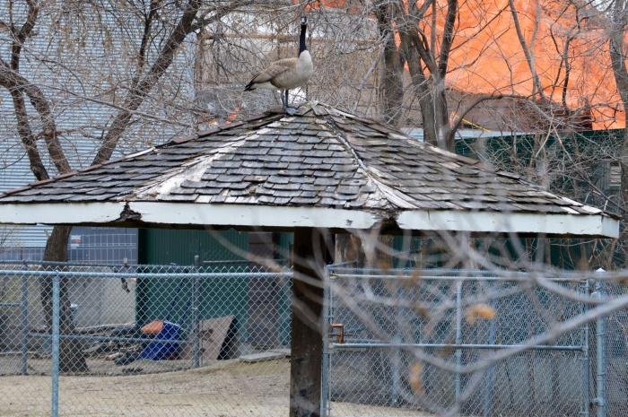 This goose picked an unusual place to hang out. You don't see geese on buildings all the often. 