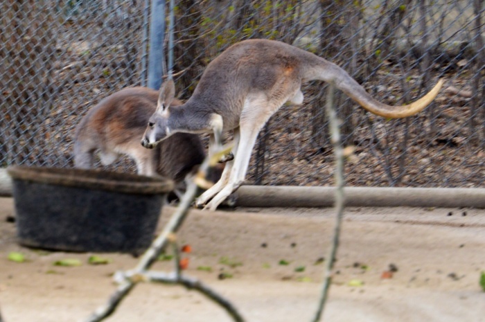 The zoo also has a second kangaroo exhibit. This one holds the larger red kangaroos and you can not enter it. 