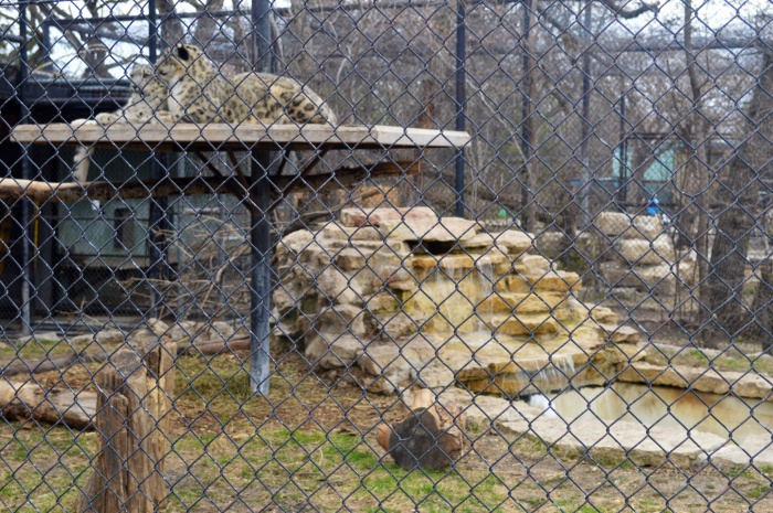 The middle snow leopard enclosure now has a waterfall. 