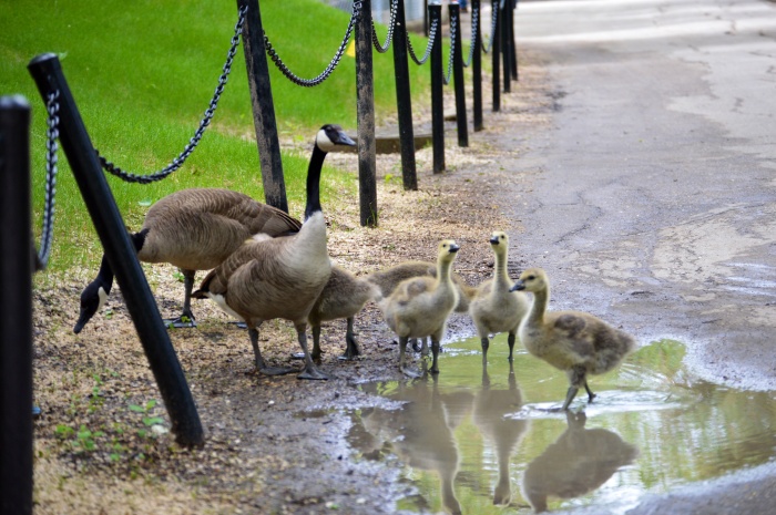 These geese and their young ones don't seem to mind the standing water at all. 