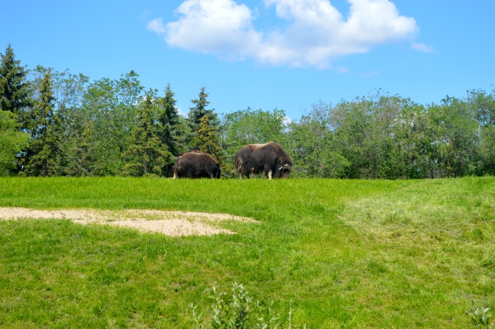 The muskox from they're viewing area.