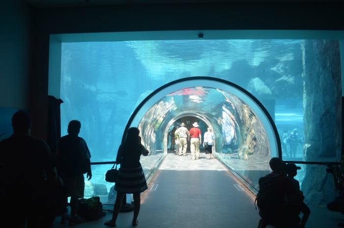 Next up is the underwater tunnel that you walk threw.