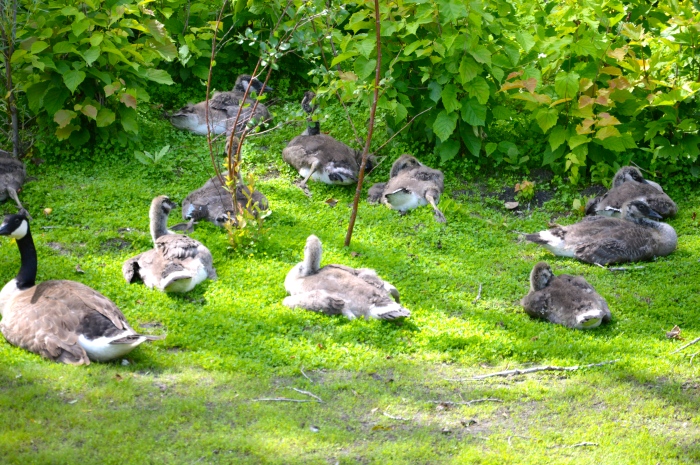 Here you can see a wide range of ages of the geese from the very young, to some just getting their new feathers all the way up to the adults.