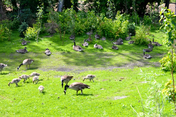 Near the beginning of the Journey to Churchill exhibit was a large flock of Canada Geese.