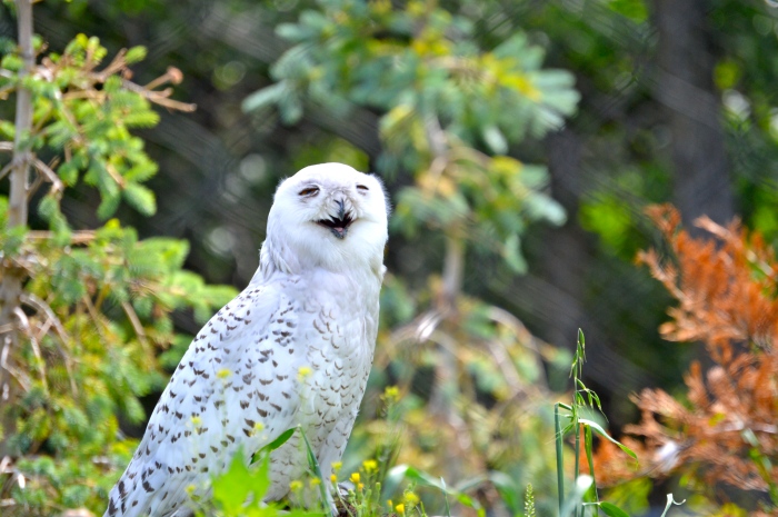 DUDE. Just what type of plants did they put in with the Snowy Owls?