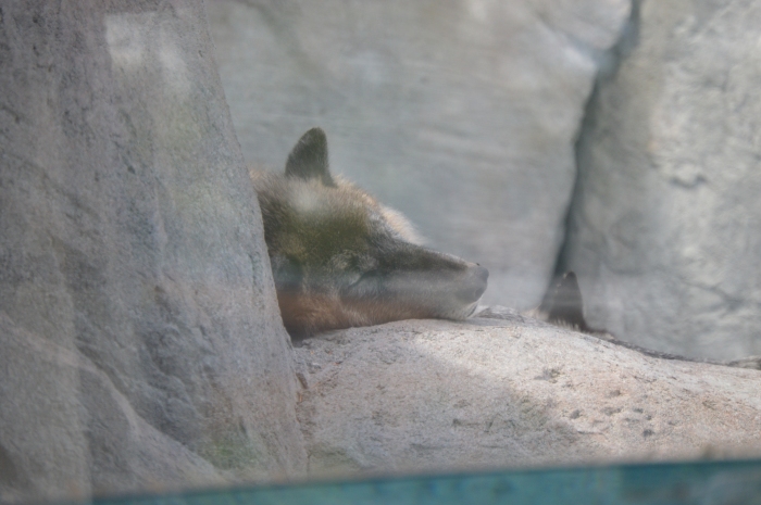Yes, I finally got to see the Grey Wolves! Well, at least the sleepy head of one and the ear of another.