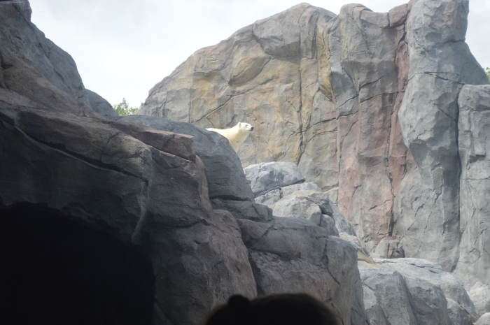 My first look at one of the young female Polar Bears in the new exhibit. I think this is Aurora. 