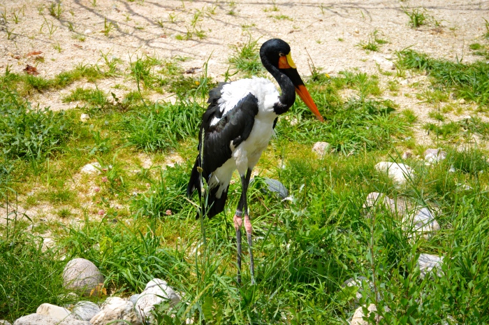 Back to the birds. Saddle-Billed Stork.