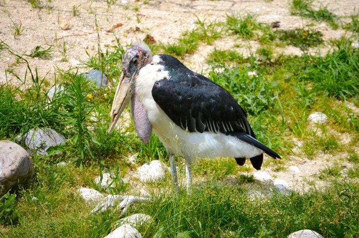 Marabou Stork.  Looks like the poor thing has a cracked bill. I will ask about it when I get a chance.