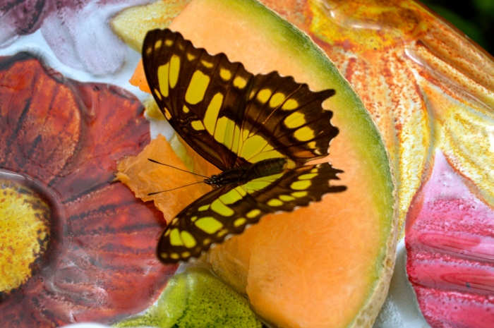 They put out cut fruit for the butterflies to eat.