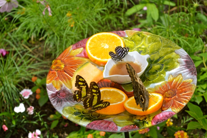 Here is a look at a butterfly dish in action.