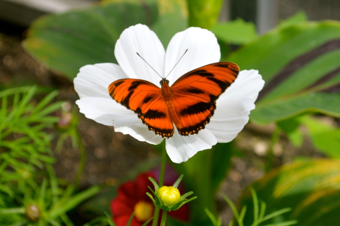 I love the contrasting colours of the butterfly and the flower. 