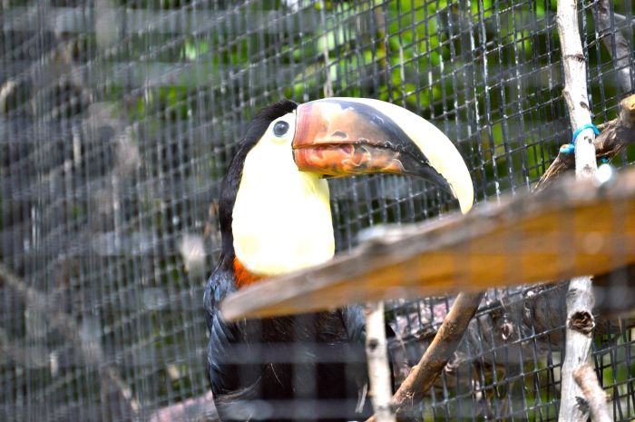 And of course the Tucan Ridge has a Chestnut-Mandibled Toucan.