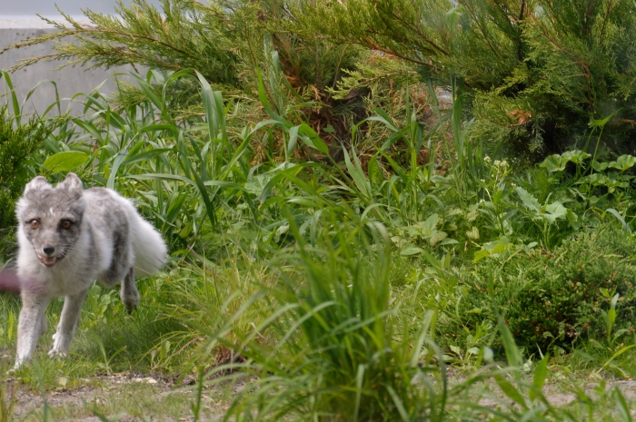 This Arctic Fox was having a good time.