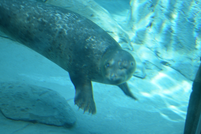 I also did not get a good photo of the sea lions at the re-grand opening. Here is a closeup of one of the blind seals.