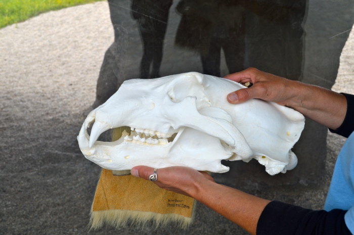Nearby was a zoo employee with a replica of a polar bear scull, claw and a piece of polar bear fur you could touch. The fur is a lot more course and rough then you would think.