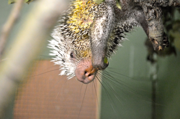 One of the Prehensile-tailed Porcupine came out from his usual spot to enjoy a grape.