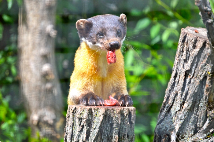 Amber, the Yellow-throated Marten is enjoying his chicken dinner very much.