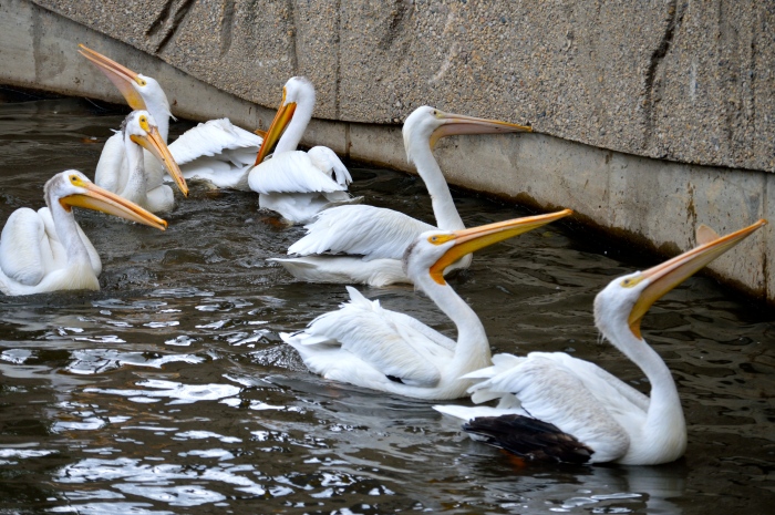 Here the American White Pelicans are waiting for feeding time. See the one against the wall with the pale colour bill? This is the only one to be born at our zoo.